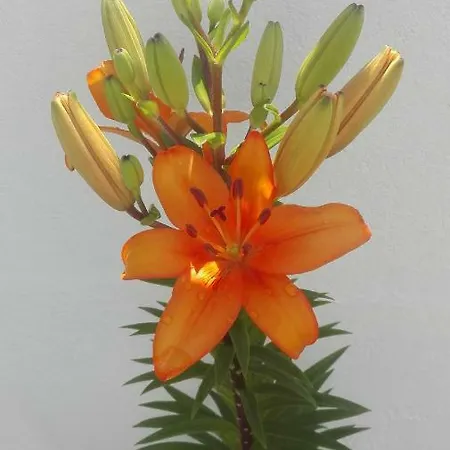 旅馆 Portosantiago 波尔托马林